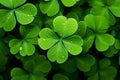 Shamrock nature clover luck up leaf close green