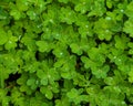 Shamrock plant in the forest