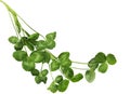 Shamrock Plants Royalty Free Stock Photo