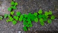 Shamrock plants or clover plants on the rocky soil