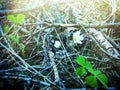 shamrock; wood sorrel (Oxalis acetosella Royalty Free Stock Photo