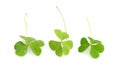 Shamrocks Royalty Free Stock Photo