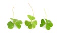 Shamrocks