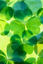 Shamrocks background details Royalty Free Stock Photo