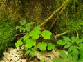 Shamrocks in forest tree moss green Royalty Free Stock Photo