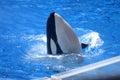 Shamu, Large Killer Whale Performs Royalty Free Stock Photo