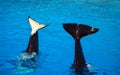 Shamu tails Royalty Free Stock Photo