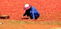 Shan. Myanmar. 26/11/2014: Shan. Farmer dehydrating red chilli peppers in Myanmar Royalty Free Stock Photo