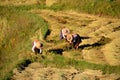 Shan. Myanmar. 26/11/2014: Farmer womens working in a rice field in the Shan region