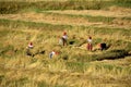 Shan. Myanmar. 26/11/2014: Farmer womens working in a rice field