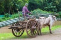 Burmese farmer riding ox cart