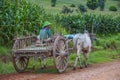 Burmese farmer riding ox cart