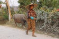 Shan woman bringing home her water buffalos