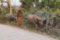 Shan woman bringing home her water buffalos