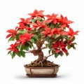 Shang Dynasty Inspired Poinsettia Bonsai Tree On White Background