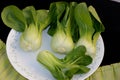 Shanghai Bok Choy, Brassica rapa subsp chinensis