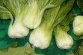 Shanghai Bok Choy, Brassica rapa subsp chinensis