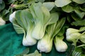 Shanghai Bok Choy, Brassica rapa subsp chinensis