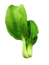 Shanghai Bok Choy isolated on white background