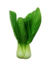 Shanghai Bok Choy isolated on white background