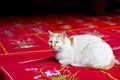 White cat sitting on prayer cushions at the Jade Buddha Temple, Shanghai, China Royalty Free Stock Photo
