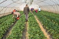 Pick strawberry in the greenhouse strawberry farm