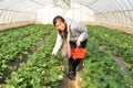 Pick strawberry in the greenhouse strawberry farm