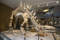 A Tuojiangosaurus Chinese Stegosaurus skeleton in Shanghai Natural History Museum.