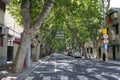 The former French concession with Platanus trees in Shanghai, China