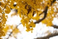 Shanghai, Qibao Ancient Town, ancient, ginkgo tree Royalty Free Stock Photo