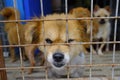 Shanghai stray dog rescue station