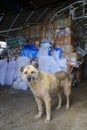 Shanghai stray dog rescue station