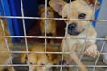 Shanghai stray dog rescue station