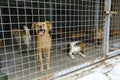Shanghai stray dog rescue station