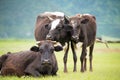 SHANGRILA, CHINA - Jul 31 2014: Cows at Napa Lake. a famous land