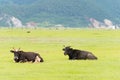 SHANGRILA, CHINA - Jul 31 2014: Cows at Napa Lake. a famous land