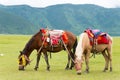SHANGRILA, CHINA - Jul 31 2014: Horses at Napa Lake. a famous la