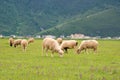 SHANGRILA, CHINA - Jul 31 2014: Sheeps at Napa Lake. a famous la