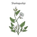 Shankapushpi Convolvulus prostratus , medicinal plant Royalty Free Stock Photo