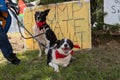 Shannon, Ireland, June. 5, 2019: Even dogs joined the anto Trump visit protest at Shannon Airport, Ireland Royalty Free Stock Photo