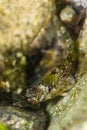 Shanny fish (Lipophrys pholis) Royalty Free Stock Photo