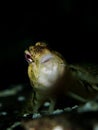 Shanny, Lipophrys pholis. Eyemouth, Scotland Royalty Free Stock Photo