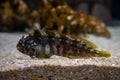 Shanny - Lipophrys pholis. Underwater shot of common rock blenny, it is a fish that lives on the ocean bottom between rocks and Royalty Free Stock Photo