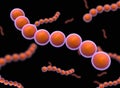 Cocci Shape of bacteria. streptococci type category.