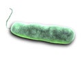 E coli Bacteria