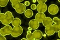 Shape of bacterial cell: cocci, bacilli, spirilla bacteria