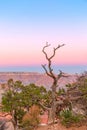 The shape of a beautiful dry tree on the background of the Grand Canyon in the sunset Royalty Free Stock Photo