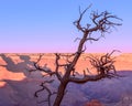 The shape of a beautiful dry tree on the background of the Grand Canyon Royalty Free Stock Photo