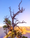 The shape of a beautiful dry tree on the background of the Grand Canyon Royalty Free Stock Photo