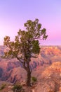 The shape of a beautiful tree on the background of the Grand Canyon in the sunset Royalty Free Stock Photo